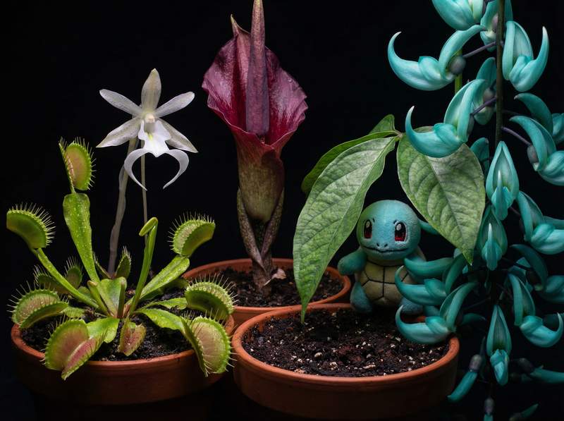 探花植物视频-探花植物视频：全球稀有植物视频大赏